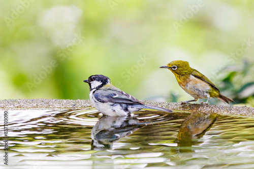 泉で水浴びをする可愛いシジュウカラ（シジュウカラ科）とメジロ（メジロ科）の群れ。日本国神奈川県秦野市、弘法山公園、権現山バードサンクチュアリにて。 2022年7月撮影。A lovely Japanese Tit (Parus minor) and A flock of lovely Japanese White Eye (Zosterops Japonica) bathing in a s