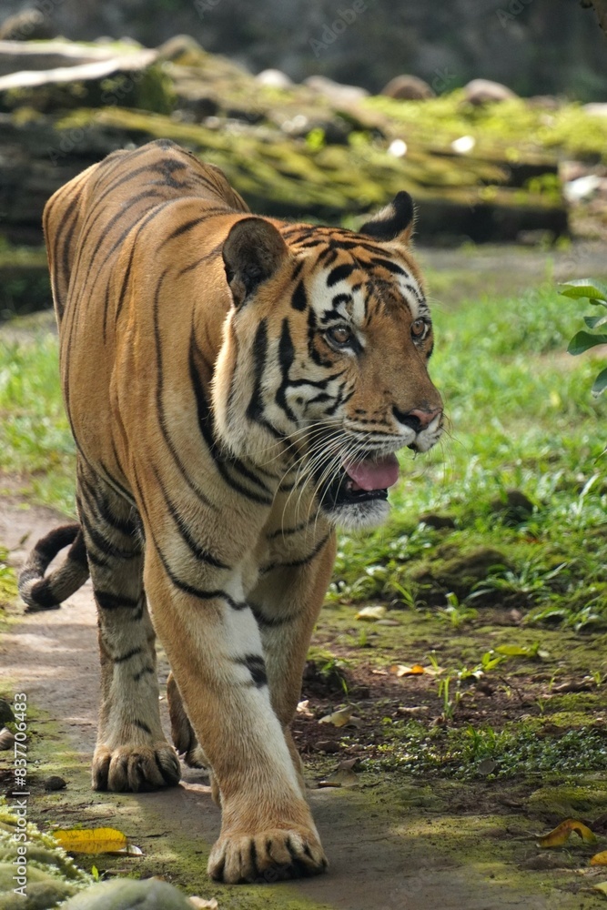 Obraz premium A Sumatran tiger (Panthera tigris sumatrae) with rich brown fur, pacing gracefully around its territory. Perfect for capturing the majestic and elusive beauty of this critically endangered species.
