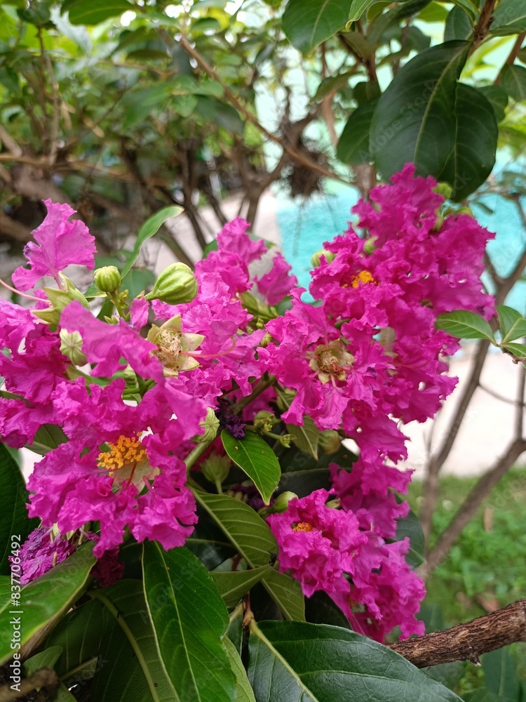 Lagerstroemia hybrid Lagerstroemia hybrid