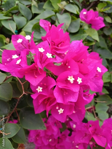 Bougainvillea