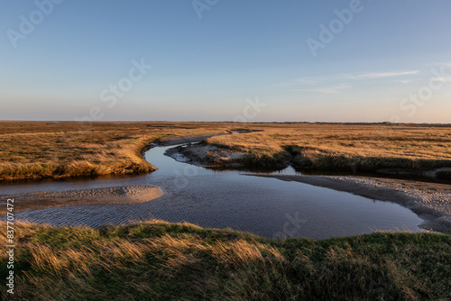 salt marsh  on North Sea  in Germany