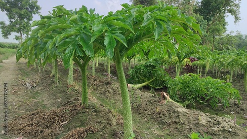 "Glimpses of the Elephant Foot Yam: Nature's Mystique Unraveled"