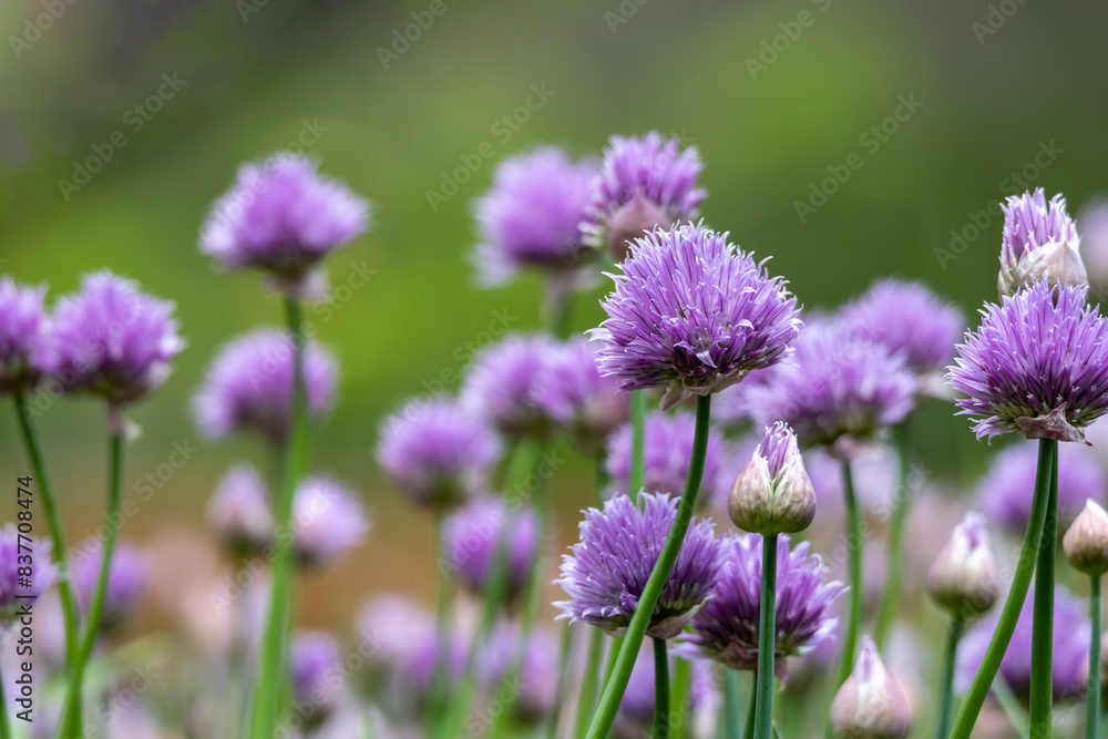 Macro abstract texture view of purple chive flowers with defocused background Macro abstract texture view of purple chive flowers with defocused background