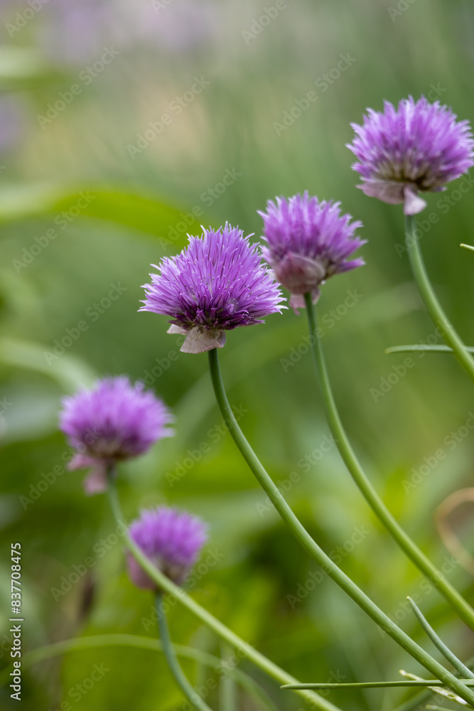 Macro abstract texture view of purple chive flowers with defocused background