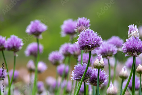 Macro abstract texture view of purple chive flowers with defocused background