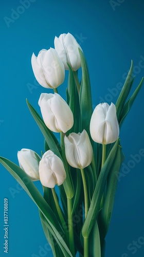 White tulip flowers on blue background. Floral wallpaper  banner. February 14  valentine s day  love  8 march women s day theme.