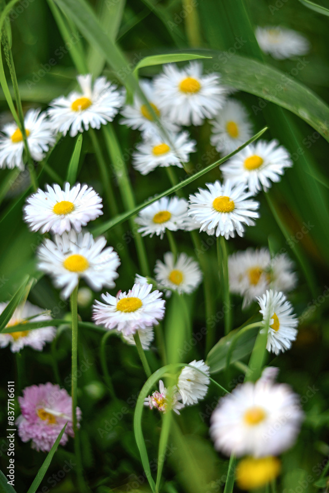 Fototapeta premium Daisy flowers in a meadow
