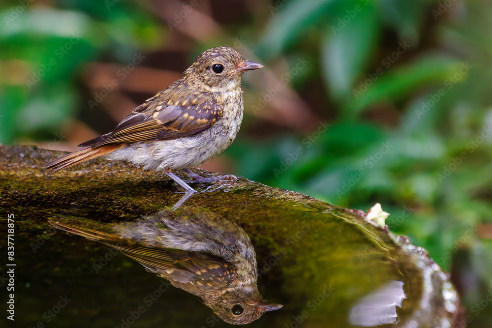 Fototapeta premium 泉で水浴びをする可愛いキビタキ(ヒタキ科)の幼鳥。日本国神奈川県秦野市、弘法山公園、権現山バードサンクチュアリにて。 2022年7月撮影。A lovely juvenile Narcissus Flycatcher (Ficedula narcissina) bathing in a spring.