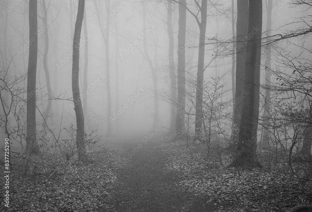 Fototapeta premium The forest in a fog.