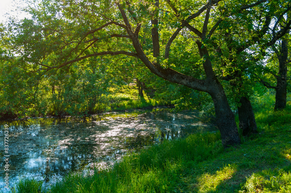 Summer forest landscape - green oak tree on the bank of the small forest river in sunny weather Summer forest landscape - green oak tree on the bank of the small forest river in sunny weather