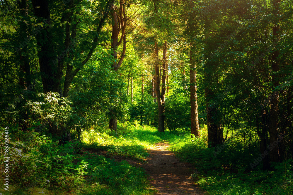 Forest landscape in sunny weather - forest trees and narrow path lit by sunset light Forest landscape in sunny weather - forest trees and narrow path lit by sunset light