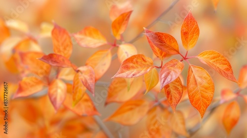  A tight shot of a tree with orange and yellow leaves in sharp focus  foreground Background features a middle ground blur of leafy foliage