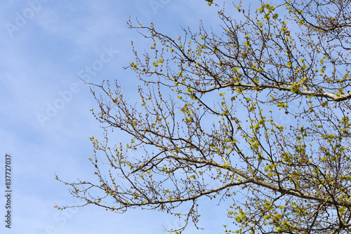 London plane branches with new leaves