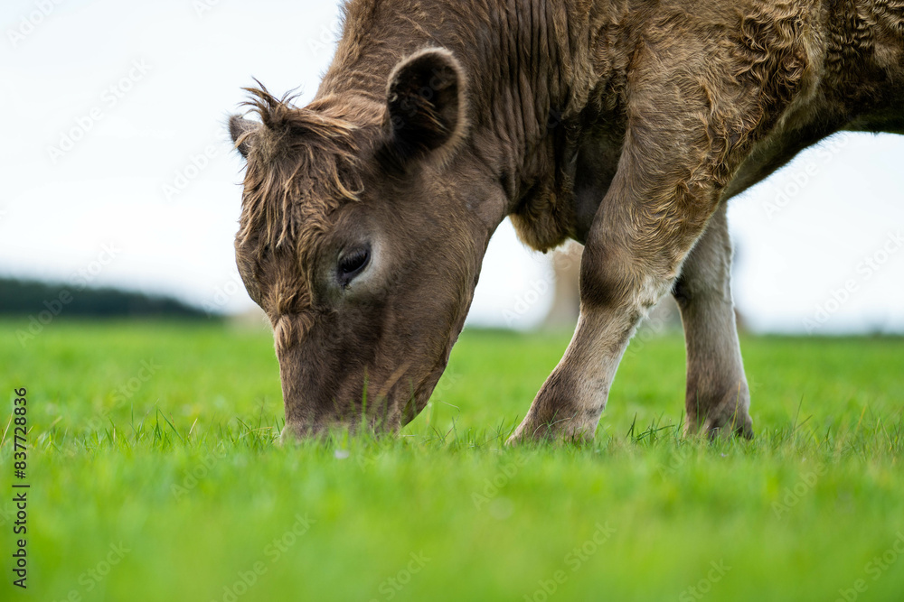 Stud beef wagyu cows in a field on a farm in England. English cattle in a meadow grazing on pasture in springtime. Green grass growing in a paddock on a sustainable agricultural ranch. Stud beef wagyu cows in a field on a farm in England. English cattle in a meadow grazing on pasture in springtime. Green grass growing in a paddock on a sustainable agricultural ranch.