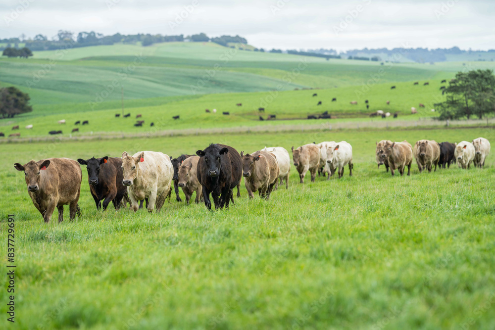 'herd of dairy cows grazing on lush long green pasture in a field on a. beef cattle farm in Australia on a ranch 'herd of dairy cows grazing on lush long green pasture in a field on a. beef cattle farm in Australia on a ranch