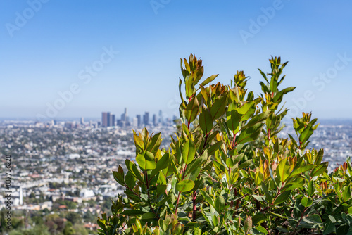 Arbutus andrachne, Greek strawberry tree, is an evergreen shrub or small tree in the family Ericaceae, Plants at Griffith Observatory, Los Angeles, California photo