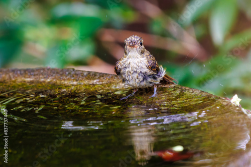                                                                                                                                                                                  2022   7              A lovely juvenile Narcissus Flycatcher  Ficedula narcissina  bathing in a spring. 