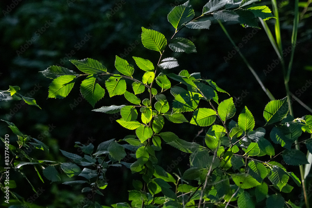 Hojas iluminadas por los rayos de sol, composición natural bonita Hojas iluminadas por los rayos de sol, composición natural bonita