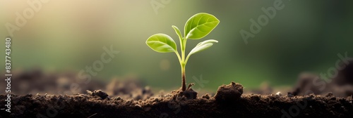 Tiny Seedling Sprouting from Rich Soil Representing Growth and New Beginning © CYBERUSS