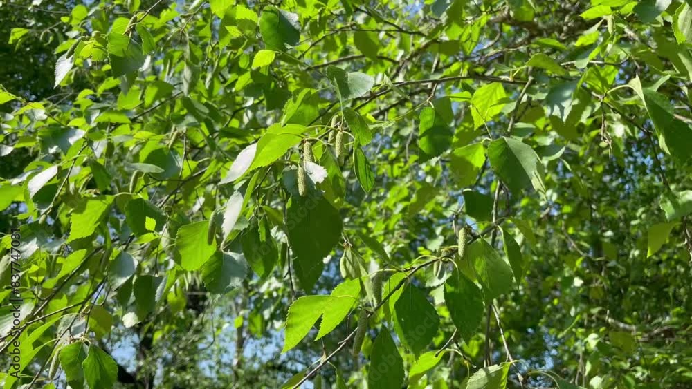 green leaves and inflorescences of birch tree green leaves and inflorescences of birch tree