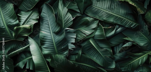 Lush Green Tropical Leaves in Dark Setting