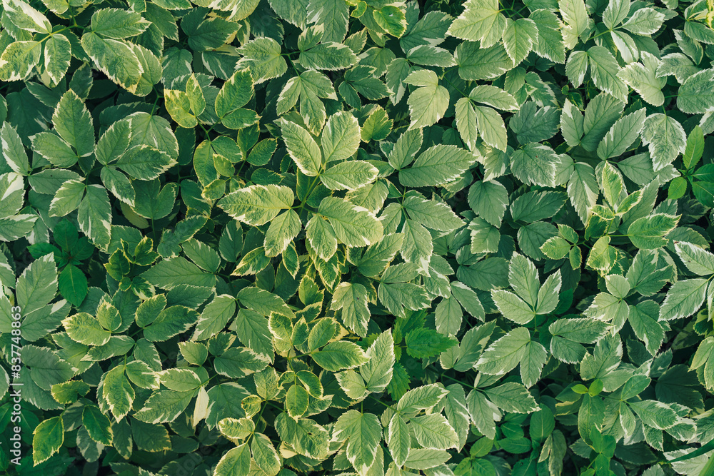 Background of variegated plant leaves. Background of variegated plant leaves.