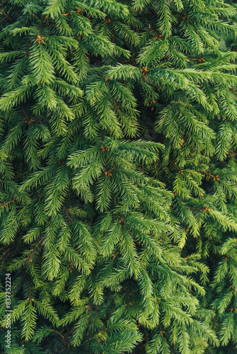 A close-up of a young fir tree branch in the summer.