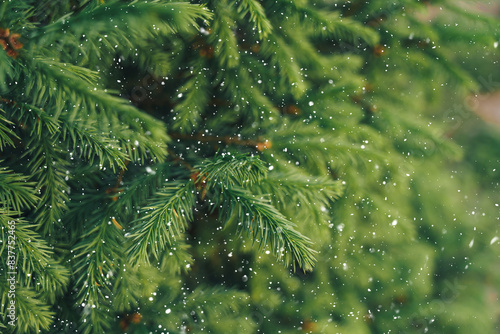 A close-up of a summer fir branch against the background of falling snow.