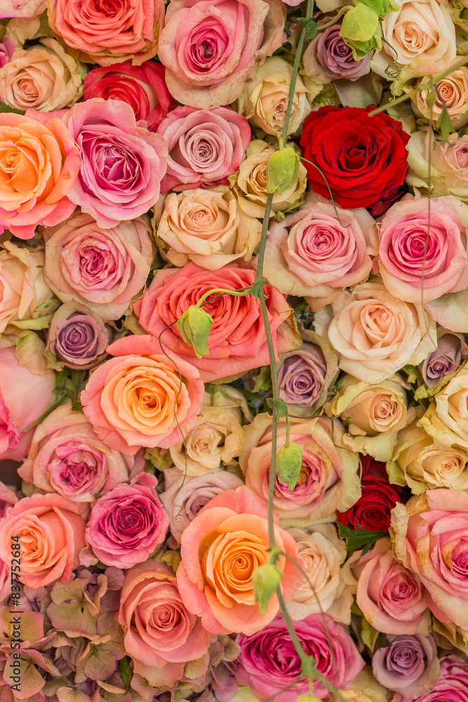 Fototapeta premium Stack of beautiful pink roses