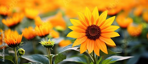 A vivid sunflower with yellow petals  orange pollen  and green leaves stands out in the park with copy space image.