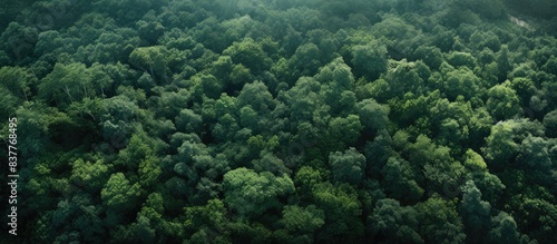 A view from above showcasing a lush  dark green forest with dense canopies of trees in the summer  perfect for a copy space image.