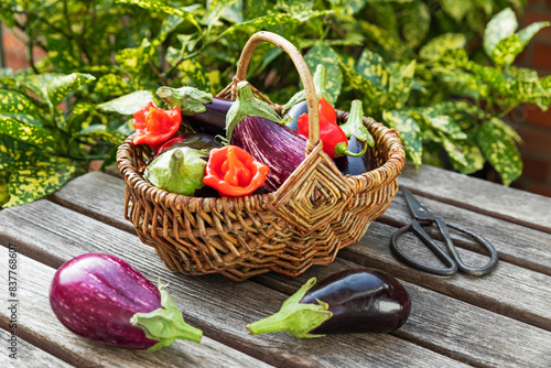 Freshly picked eggplants and red chili peppers in wicker basket photo