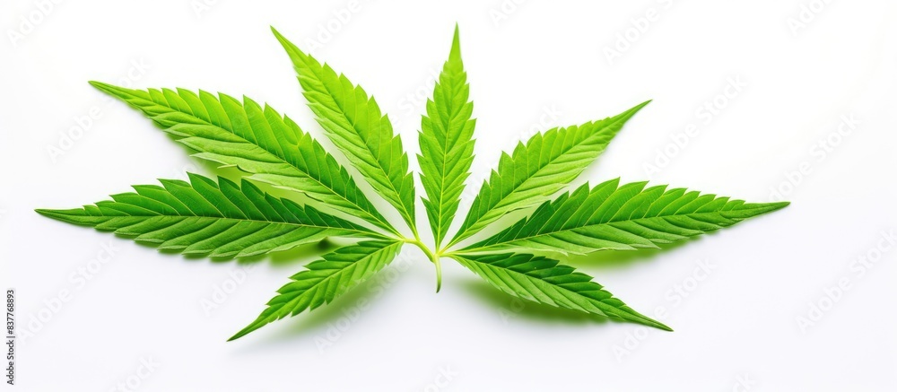 Close-up of a isolated green cannabis leaf on a white background, suitable for a copy space image. Marijuana is derived from this plant. Close-up of a isolated green cannabis leaf on a white background, suitable for a copy space image. Marijuana is derived from this plant.