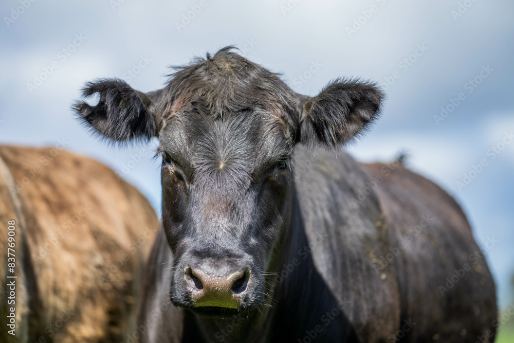 livestock restoring landscape through farming with cows livestock restoring landscape through farming with cows