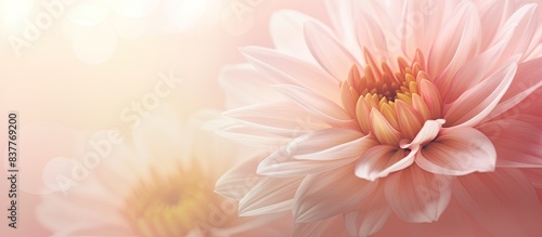 Blurry pink and peach chrysanthemum flower with copy space image.