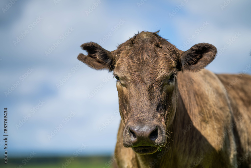 Beef cows and calves grazing on grass on a beef cattle farm in Australia. breeds include murray grey, angus and wagyu Beef cows and calves grazing on grass on a beef cattle farm in Australia. breeds include murray grey, angus and wagyu