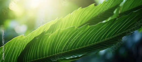 Close-up image of a vibrant green tropical leaf background with sunlight, showcasing selective focus and copy space.