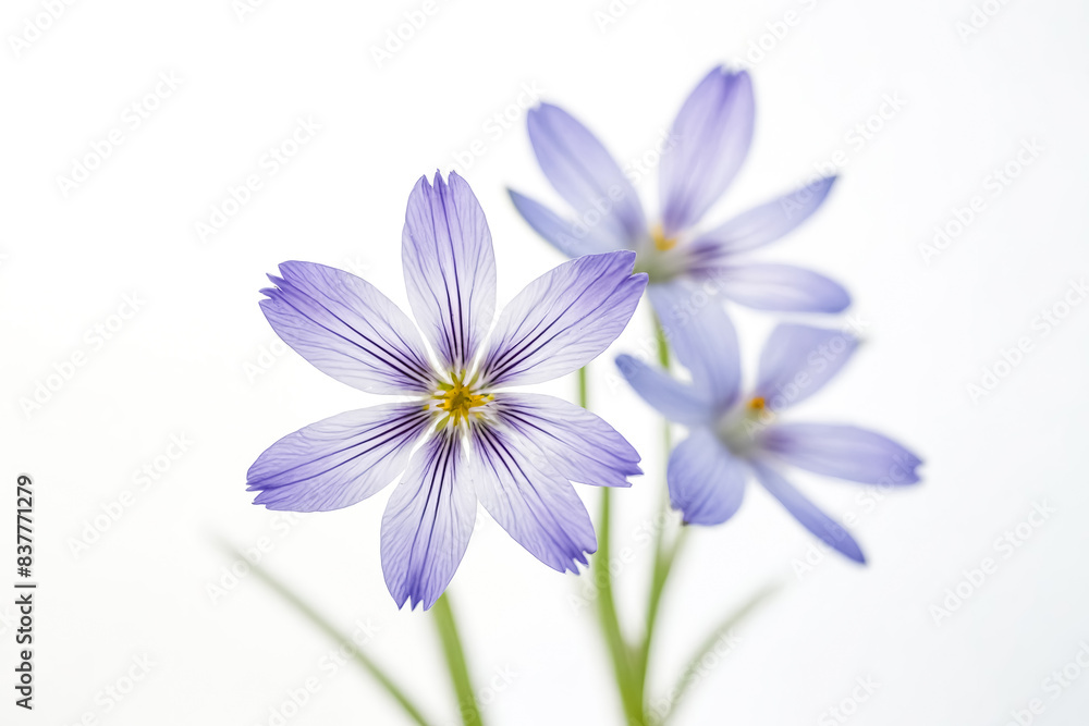 Delicate Blue Flowers on a White Background Delicate Blue Flowers on a White Background