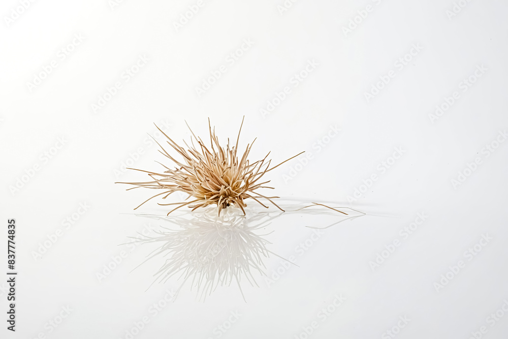 Single Dried Flower on White Background Single Dried Flower on White Background