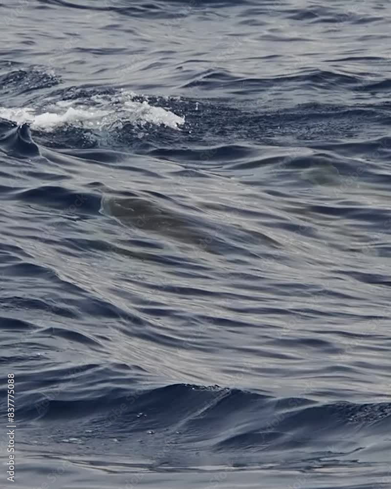 Striped dolphin jumping outside the sea slow motion vertical Striped dolphin jumping outside the sea slow motion vertical