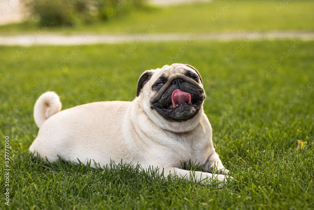 Cute pug suffers from thirst and heat. The dog lies on the street with his tongue hanging out 