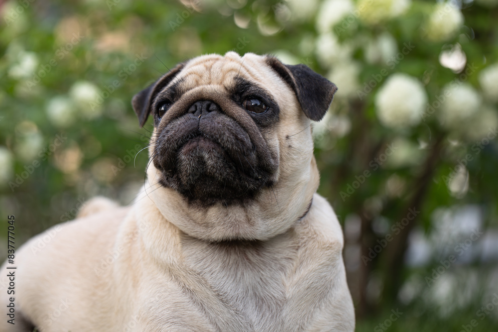 pug lie on the grass, caring for pets pug lie on the grass, caring for pets