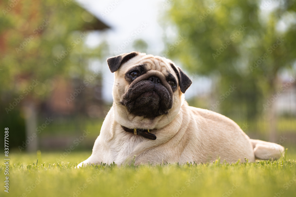 pug lie on the grass, caring for pets pug lie on the grass, caring for pets
