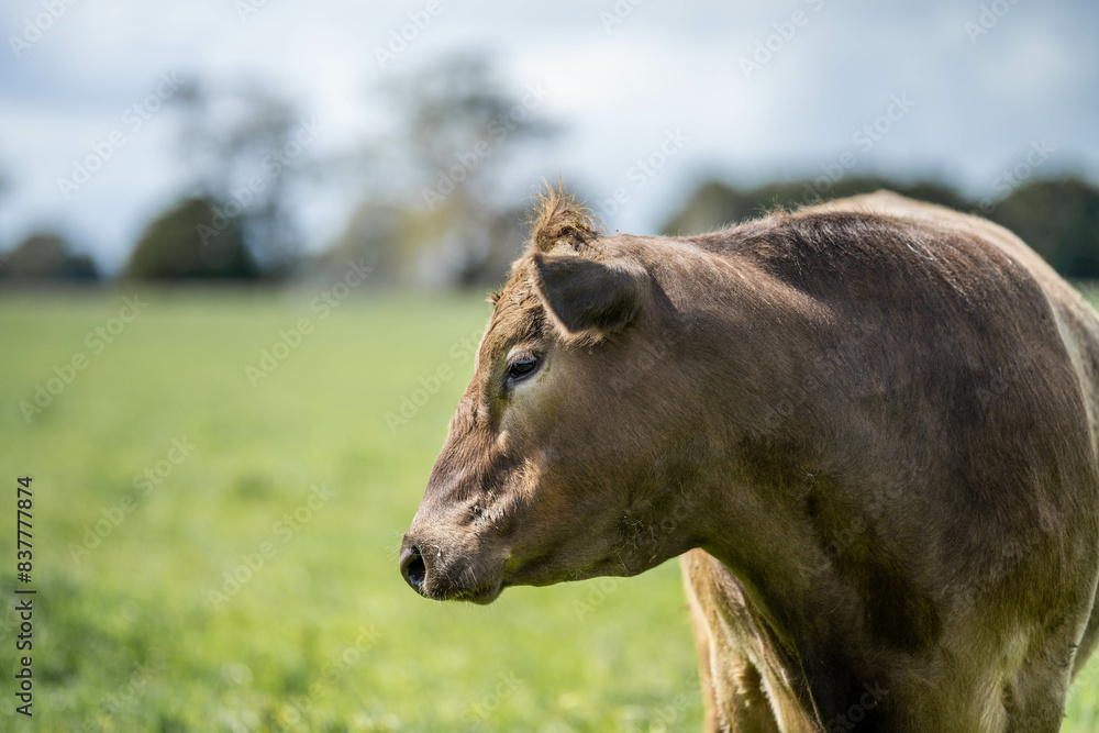 herd of cows eating grass in a field in Australia. South African holistic farm management storing carbon in soil. Growing beef and meat in spring herd of cows eating grass in a field in Australia. South African holistic farm management storing carbon in soil. Growing beef and meat in spring