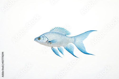 Blue Fish on White Background