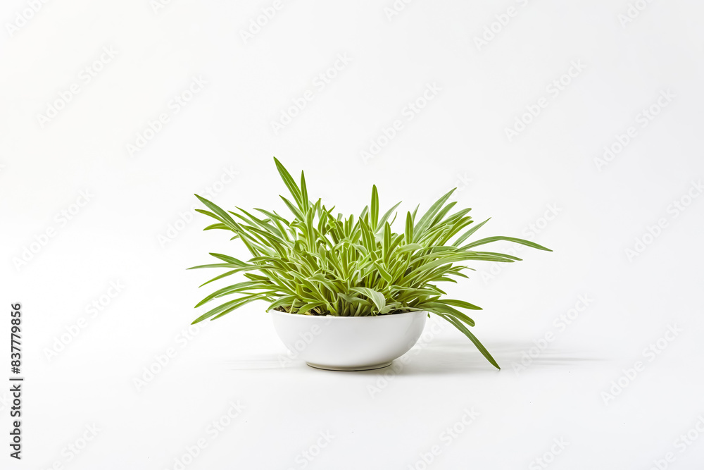 Green Plant in White Pot on White Background Green Plant in White Pot on White Background