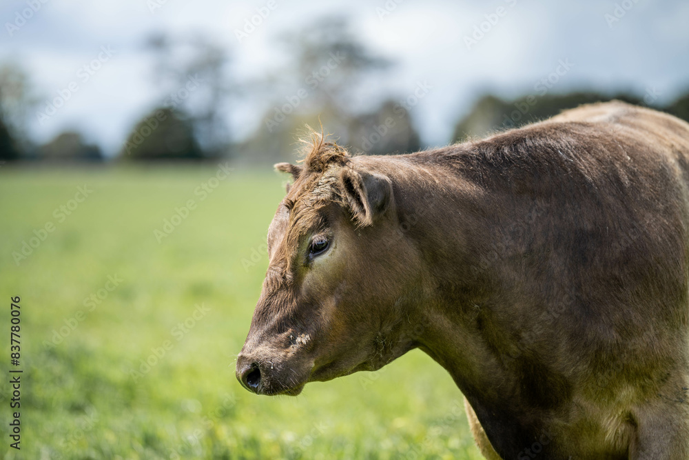 Stud Beef bulls, cows and calves grazing on grass in a field, in Australia. breeds of cattle include speckled park, murray grey, angus, brangus and wagyu on long pasture in spring and summer Stud Beef bulls, cows and calves grazing on grass in a field, in Australia. breeds of cattle include speckled park, murray grey, angus, brangus and wagyu on long pasture in spring and summer