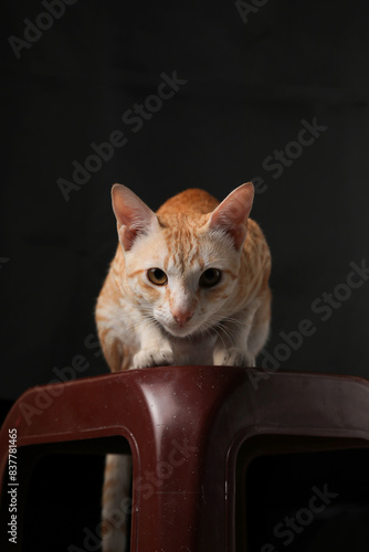 Portrait of beautiful cat sitting in black background