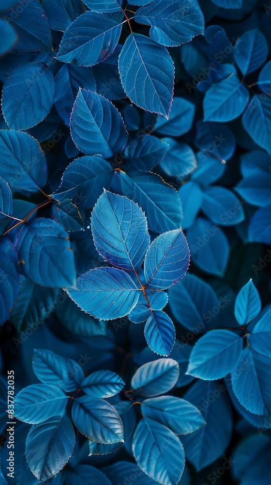 blue plant leaves in the nature in fall season, blue backgroun blue plant leaves in the nature in fall season, blue backgroun