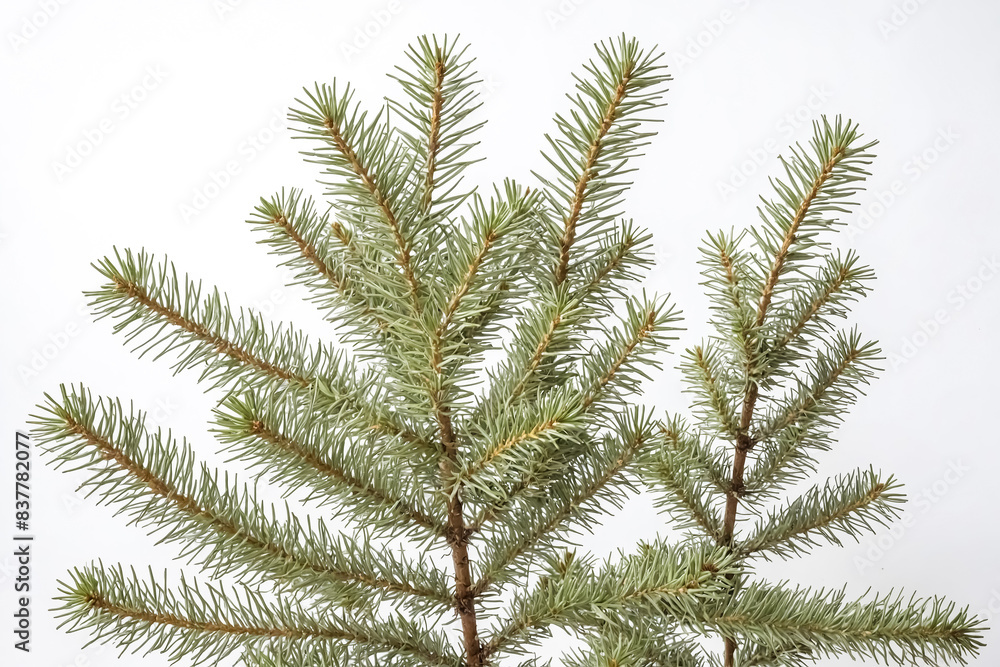 Pine Tree Branches Close Up Pine Tree Branches Close Up